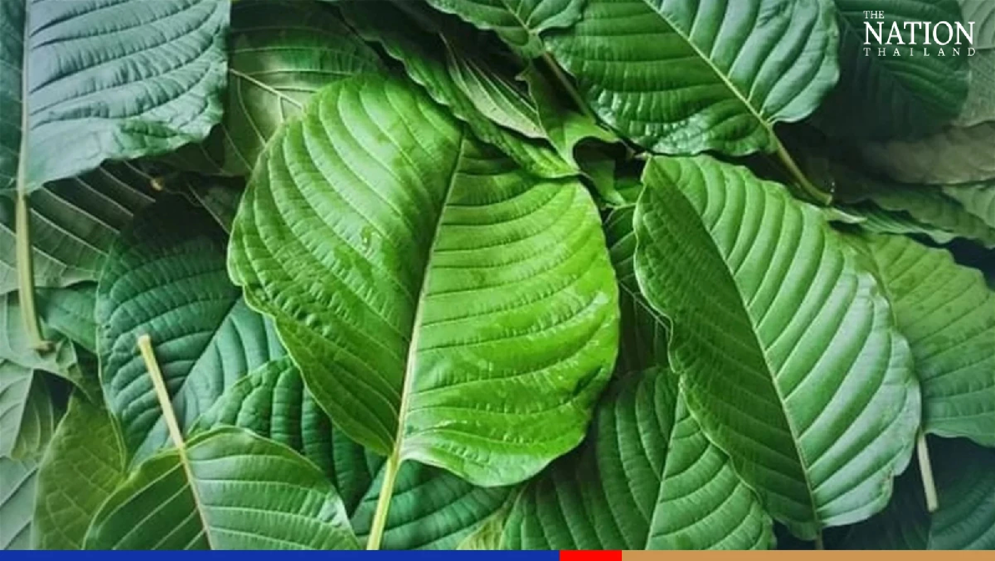 Joint House-Senate panel amends bill to allow online sale of kratom