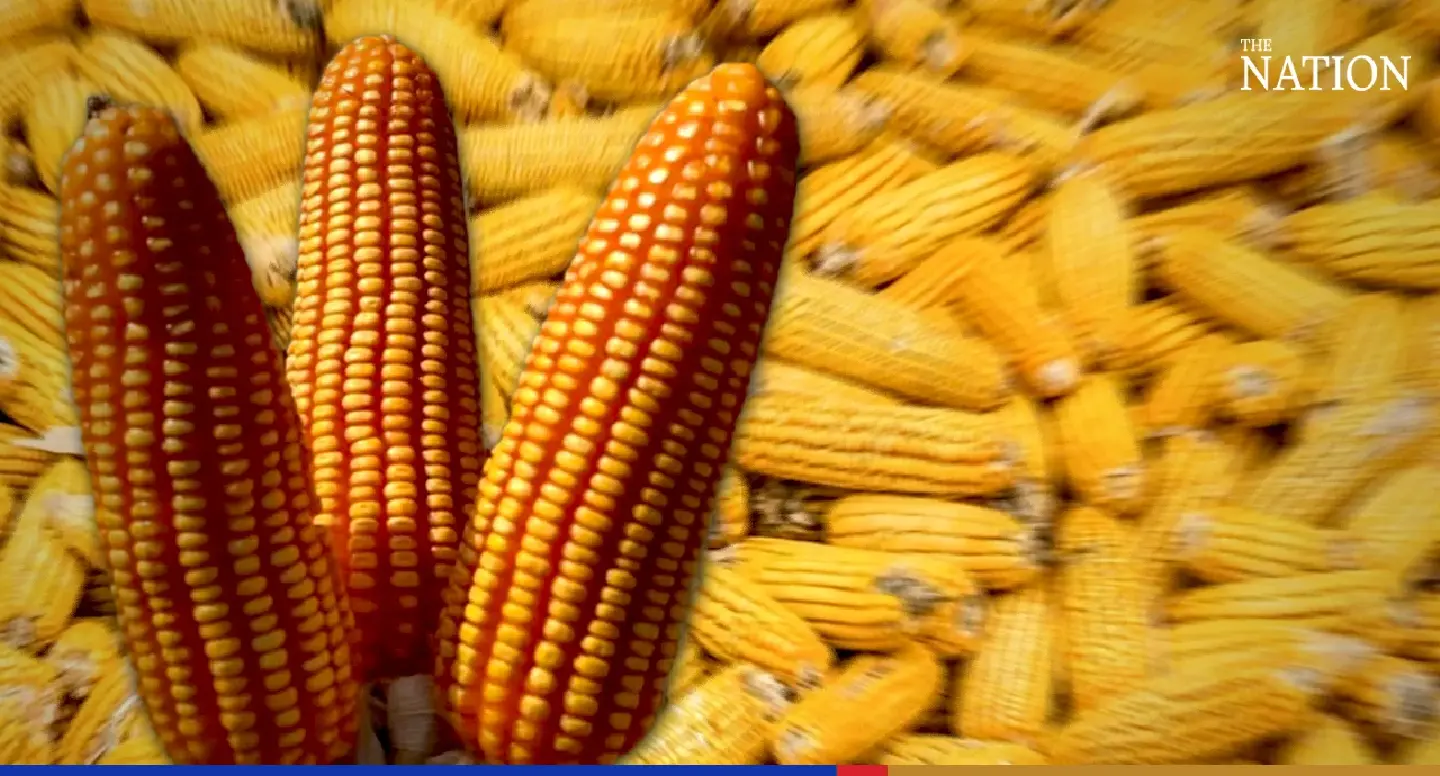 Animal-feed may halt operations as ‘corn hoarding’ sends prices soaring