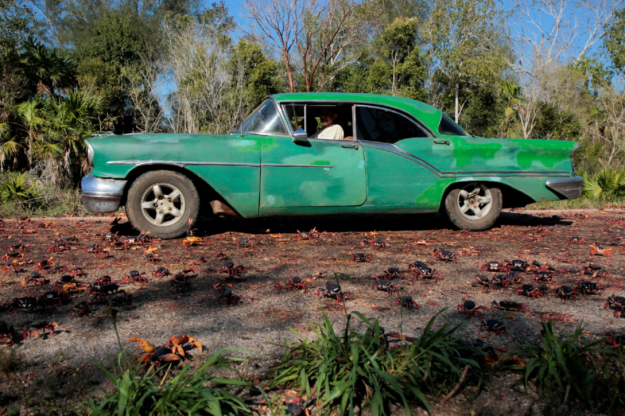 Thousands of red crabs head for the sea invading towns in Cuba