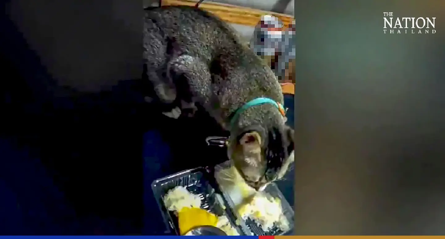 Clip of cat relishing mango sticky rice goes viral, thanks to rapper Milli Clip of cat relishing mango sticky rice goes viral, thanks to rapper Milli