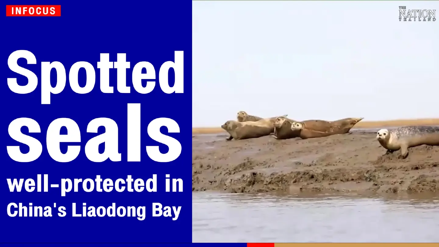 Spotted seals well-protected in China's Liaodong Bay