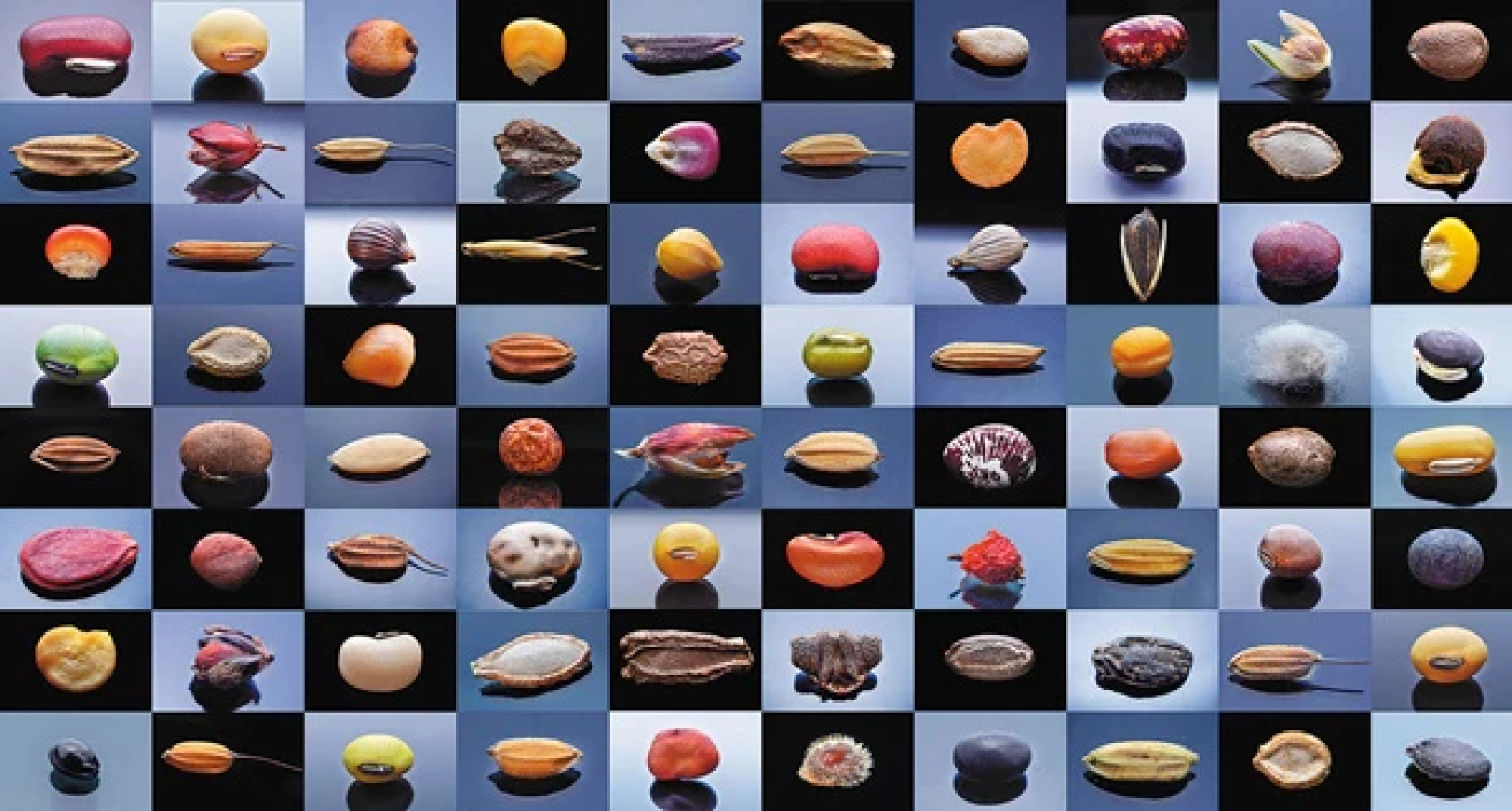 Seeding the future of food: Turning wild rice into a 'super rice'