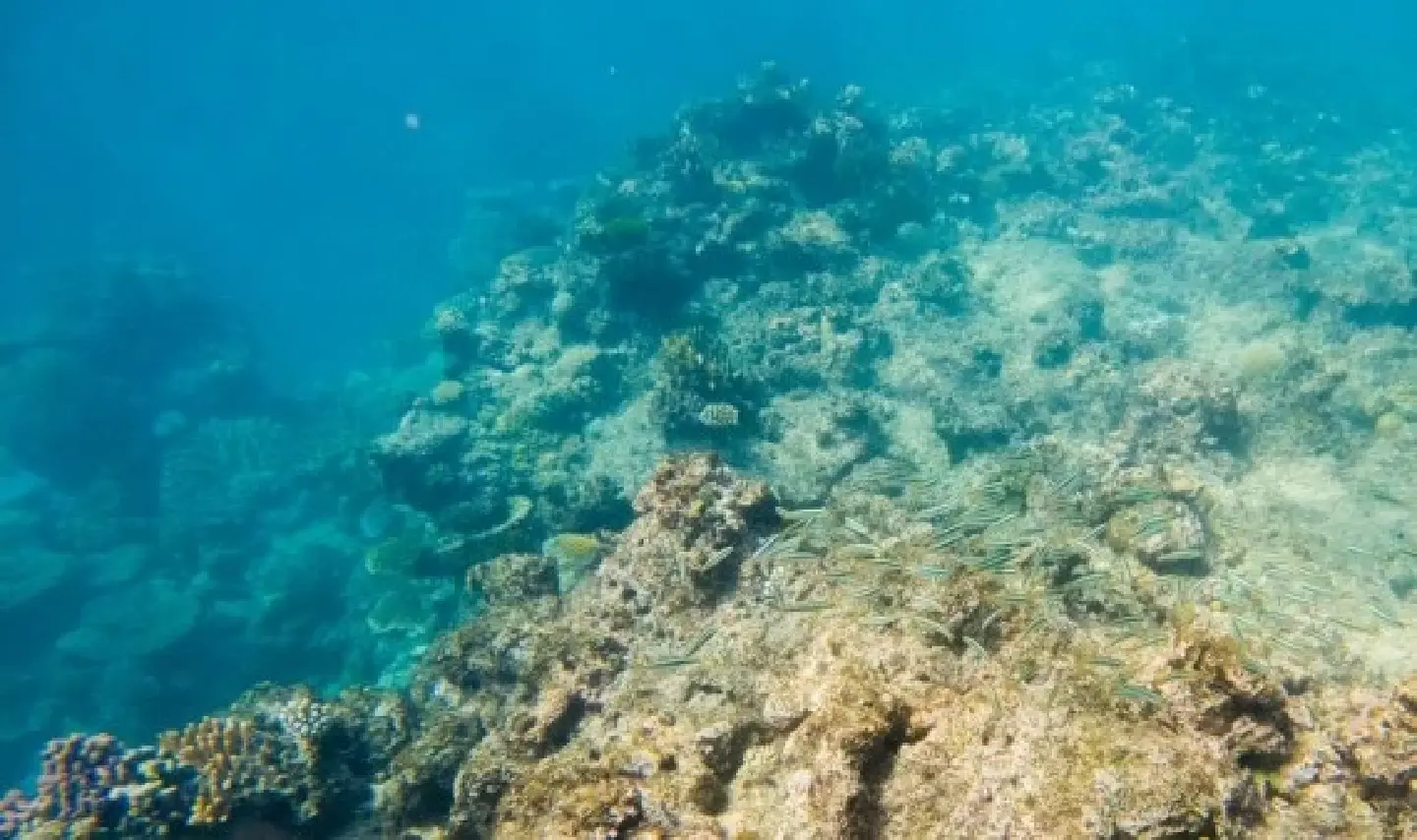 Australian conservation group eyes stronger climate change actions to retain beauty of Great Barrier Reef Australian conservation group eyes stronger climate change actions to retain beauty of Great Barrier Reef