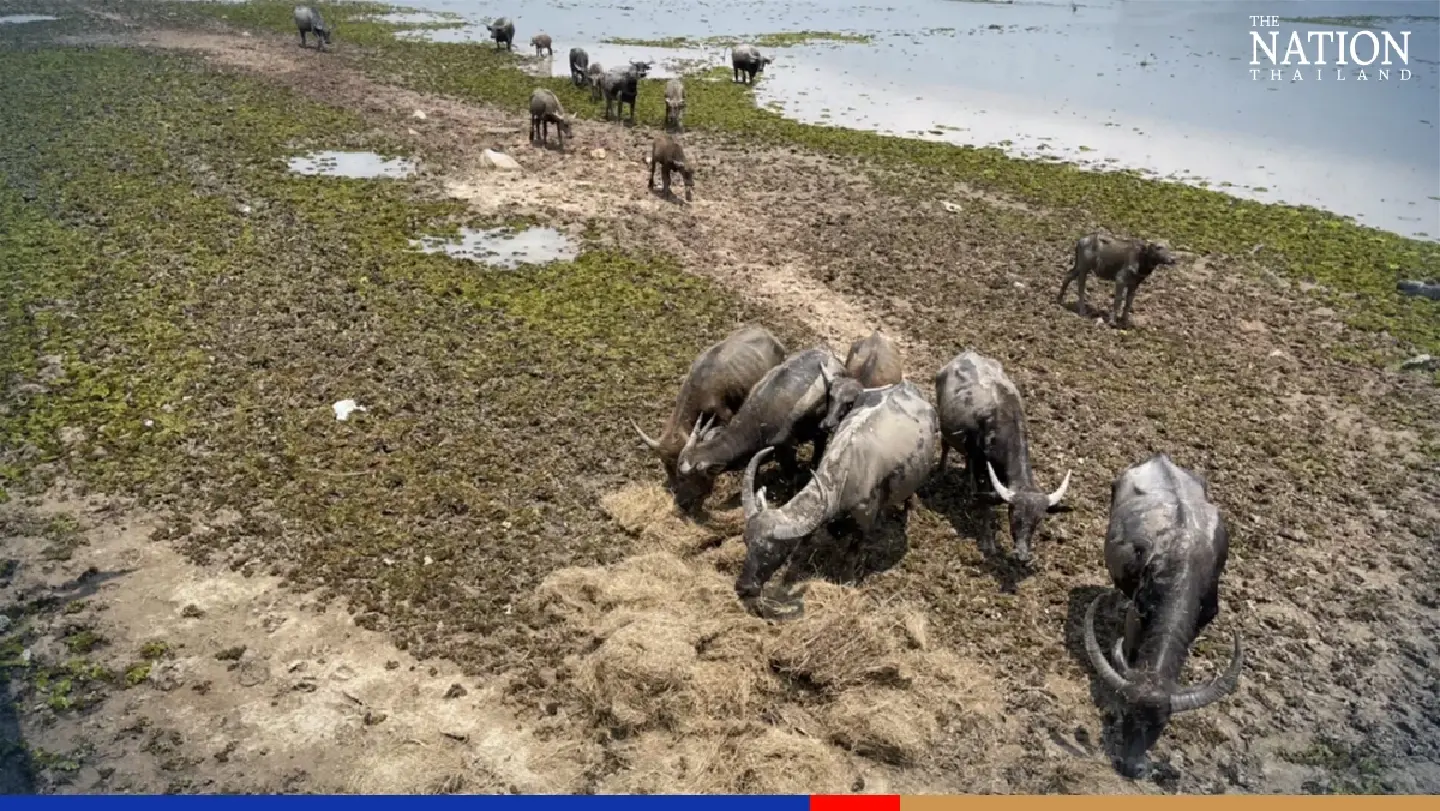 Agricultural Ministry provides 12 tonnes of hay to save dying Phatthalung buffalos