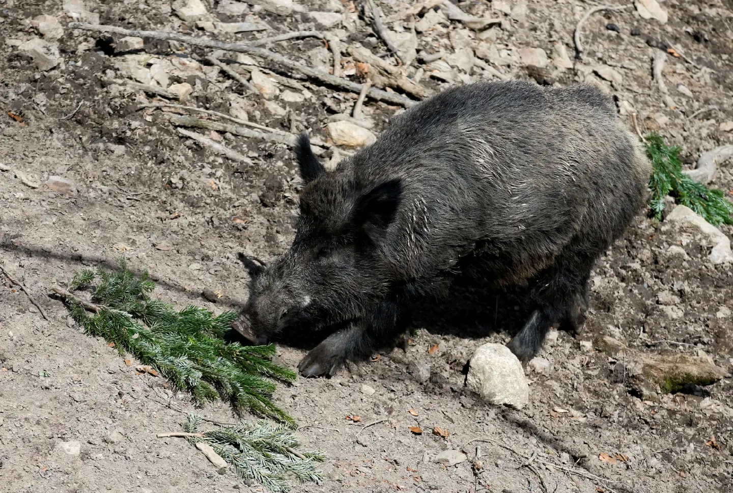 The pig formerly known as Putin gets new name at German wildlife park