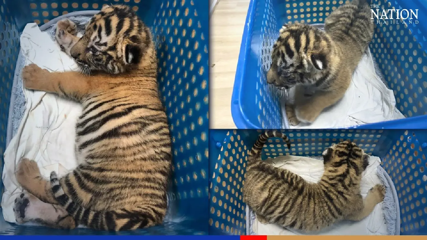 Sting operation nets three Thais trying to sell tiger cub via Facebook Sting operation nets three Thais trying to sell tiger cub via Facebook
