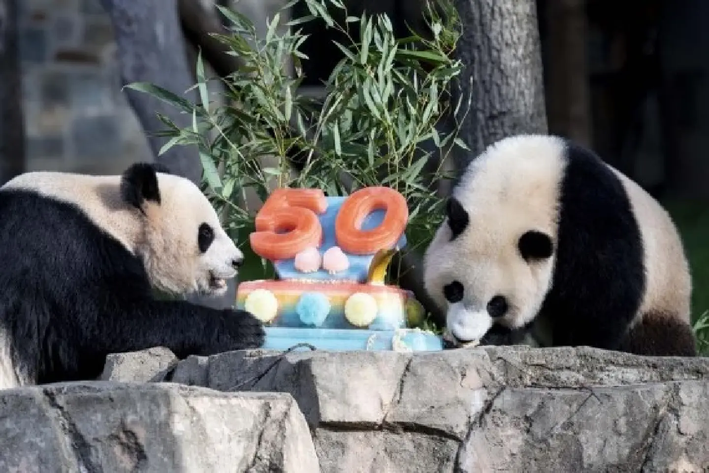 "Pandaversary" underlines 50 years of successful China-U.S. collaboration on giant panda conservation "Pandaversary" underlines 50 years of successful China-U.S. collaboration on giant panda conservation
