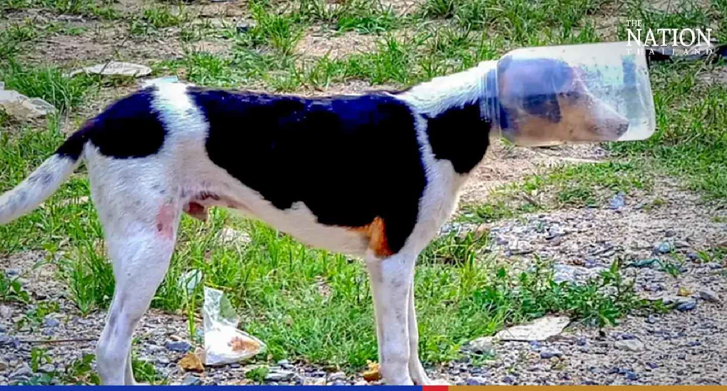 Stuck canine rescued just in time