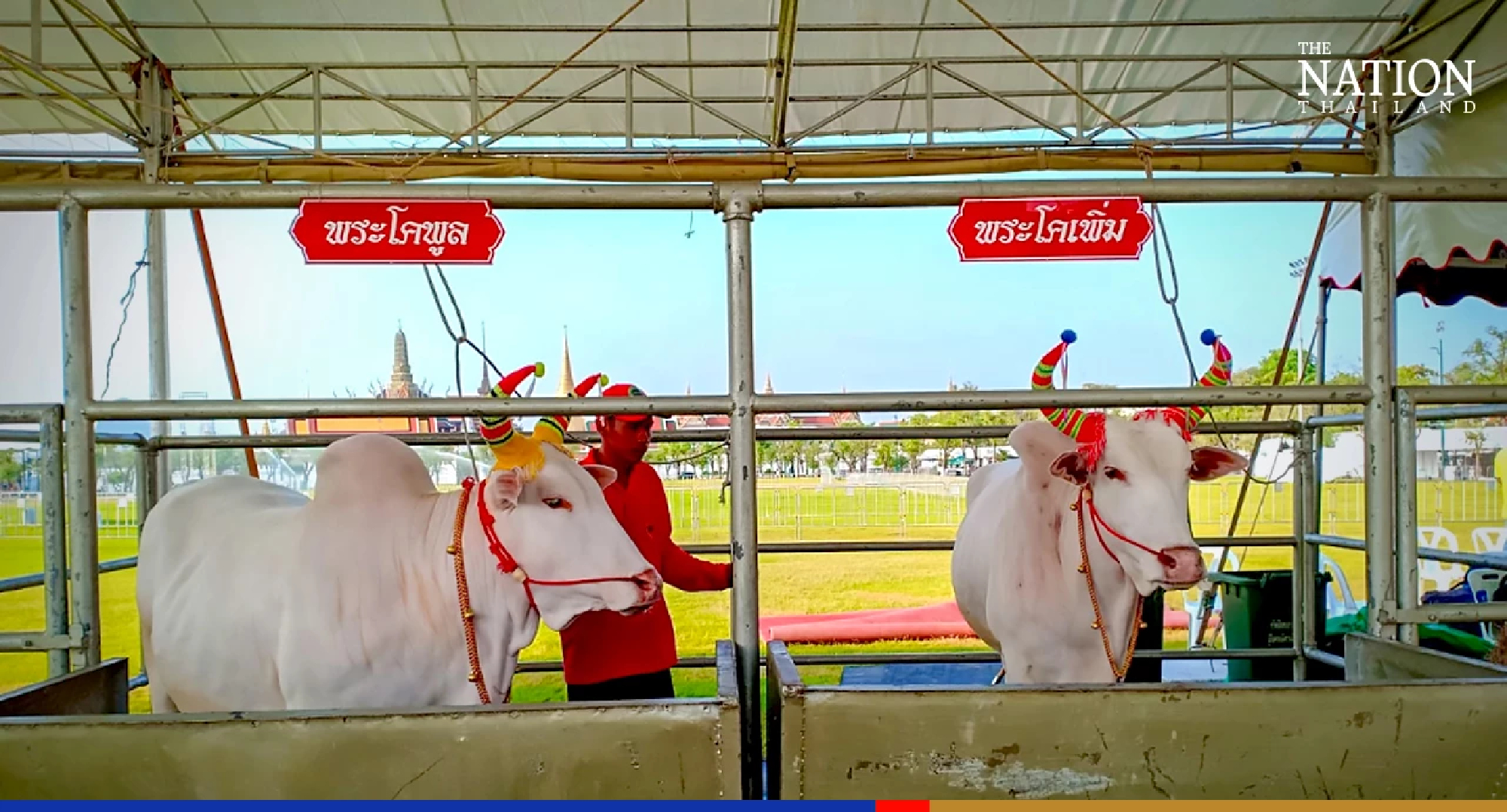 Two pairs of sacred oxen unveiled for royal Ploughing Ceremony