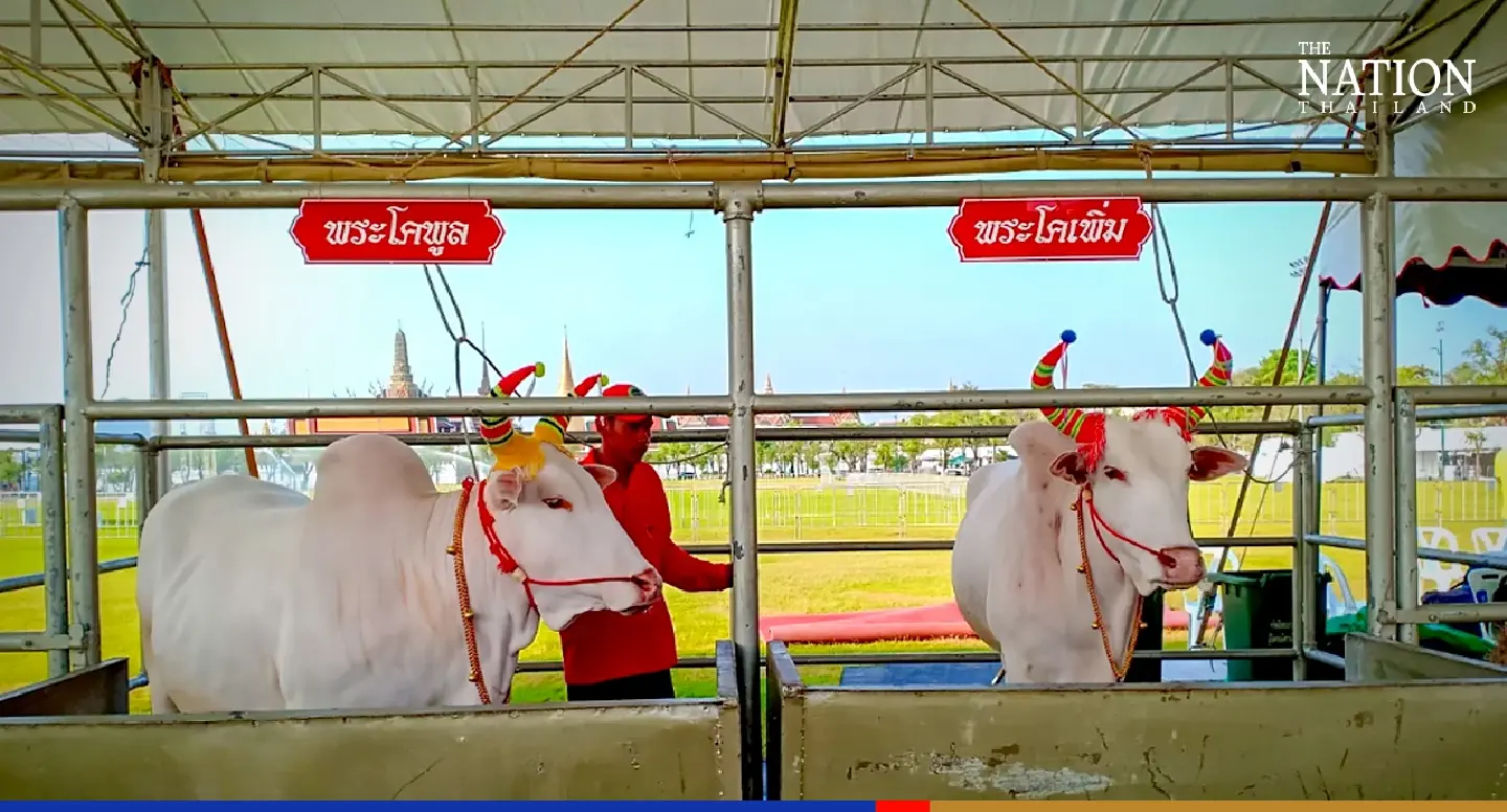 Two pairs of sacred oxen unveiled for royal Ploughing Ceremony