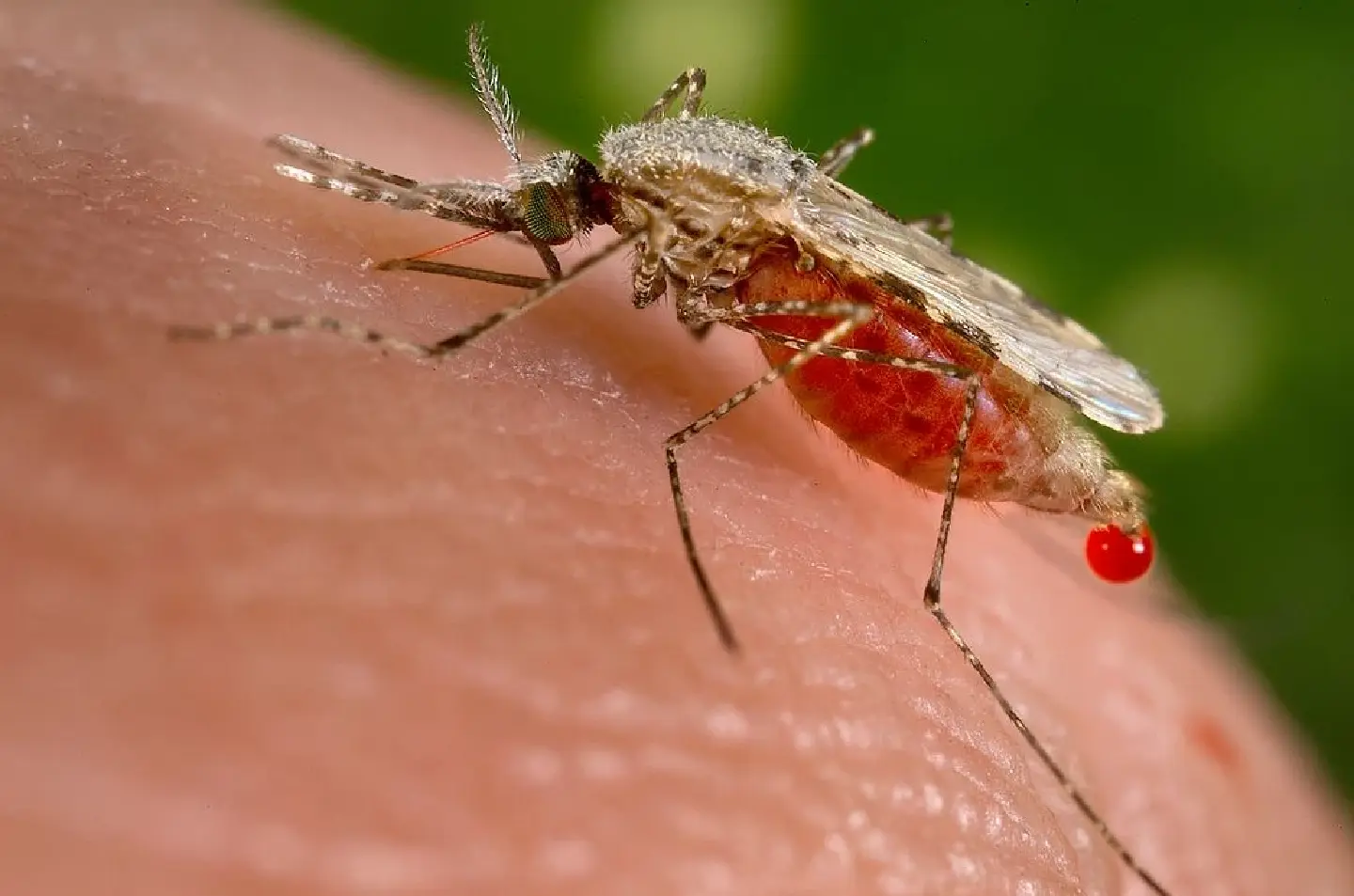 Thailand should be free of malaria by 2024, declares DDC