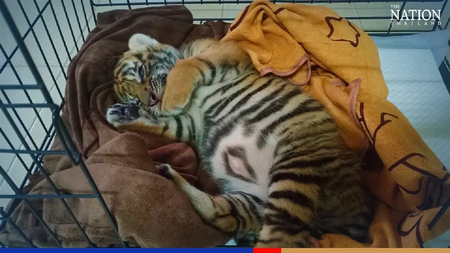 ‘A cold but no fever’: Tiger cub seized from smugglers recovering well