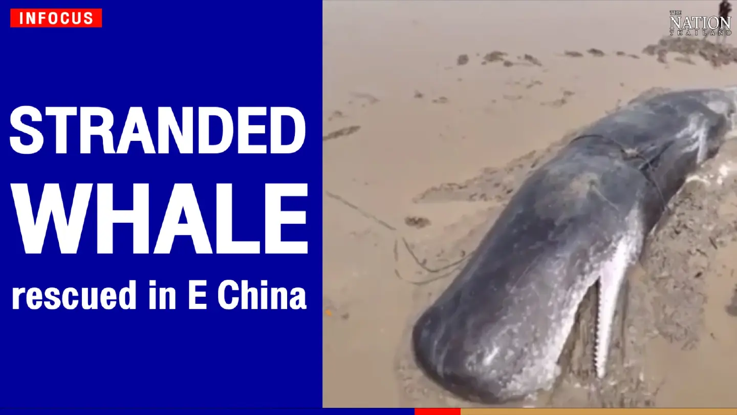 Stranded whale rescued in E China