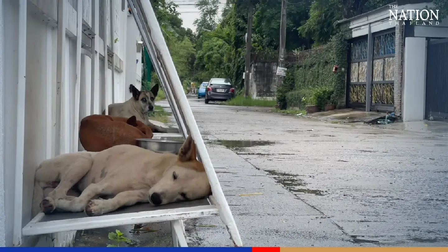 'Stand for Stray' project comes to the aid of canines