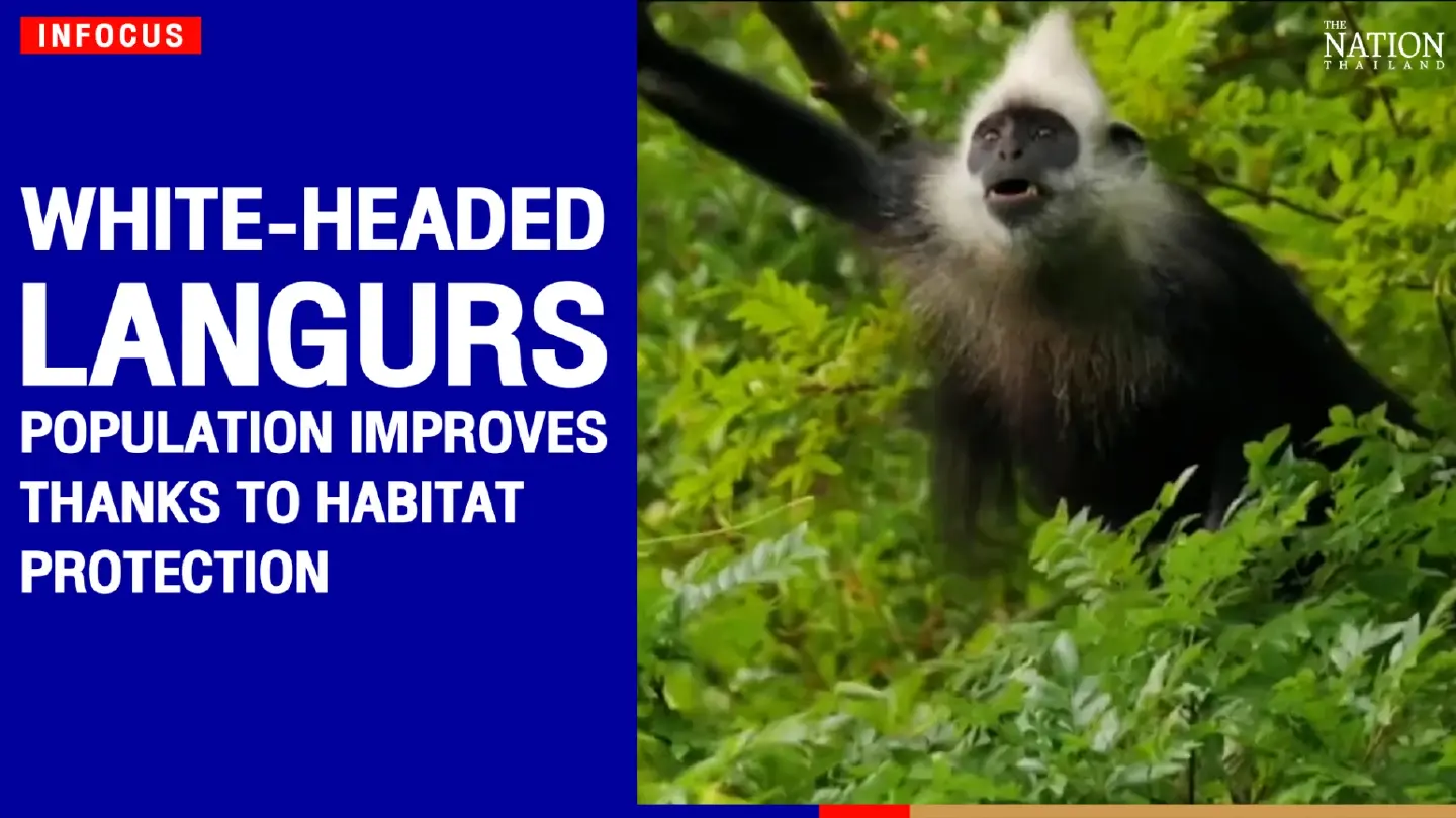 White-headed langurs' population improves thanks to habitat protection