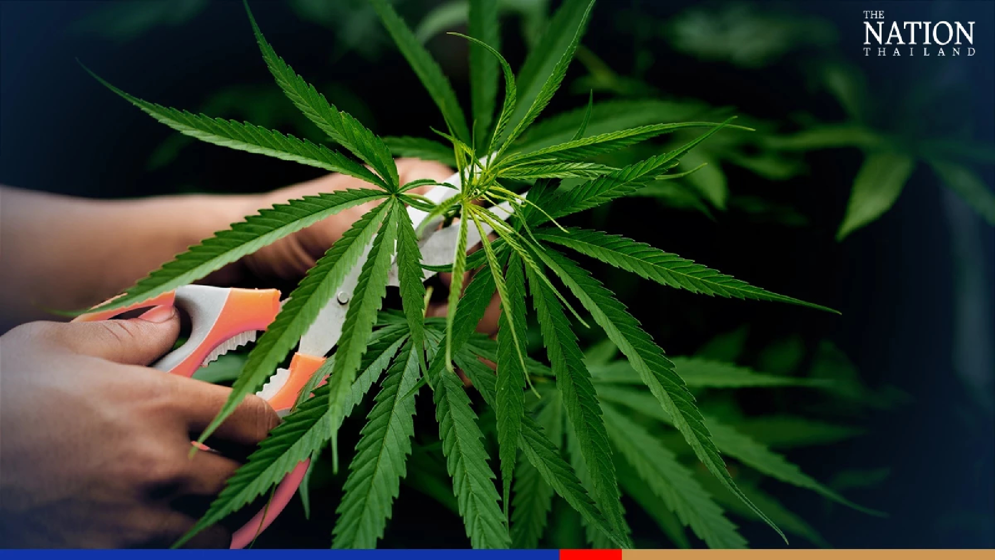 New traffic laws in pipeline as cannabis use legalised in Thailand