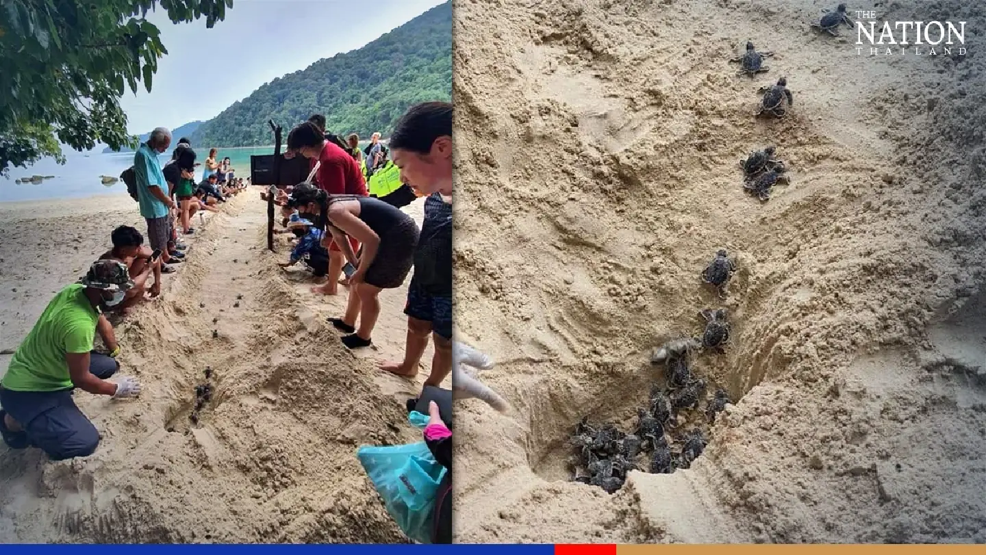 94 baby green sea turtles released into sea off Mu Koh Surin National Park 94 baby green sea turtles released into sea off Mu Koh Surin National Park