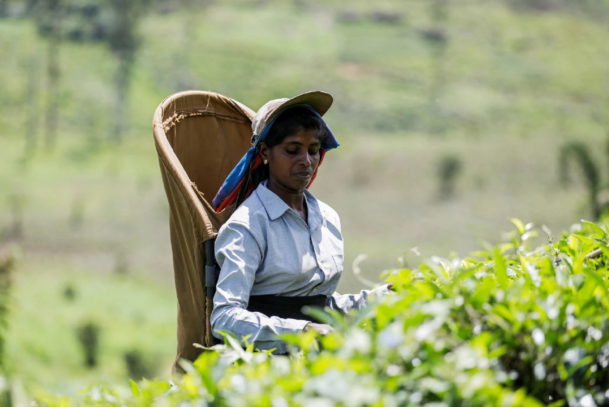 'Difficult to even have one meal': Sri Lankan tea workers struggle as crisis hits