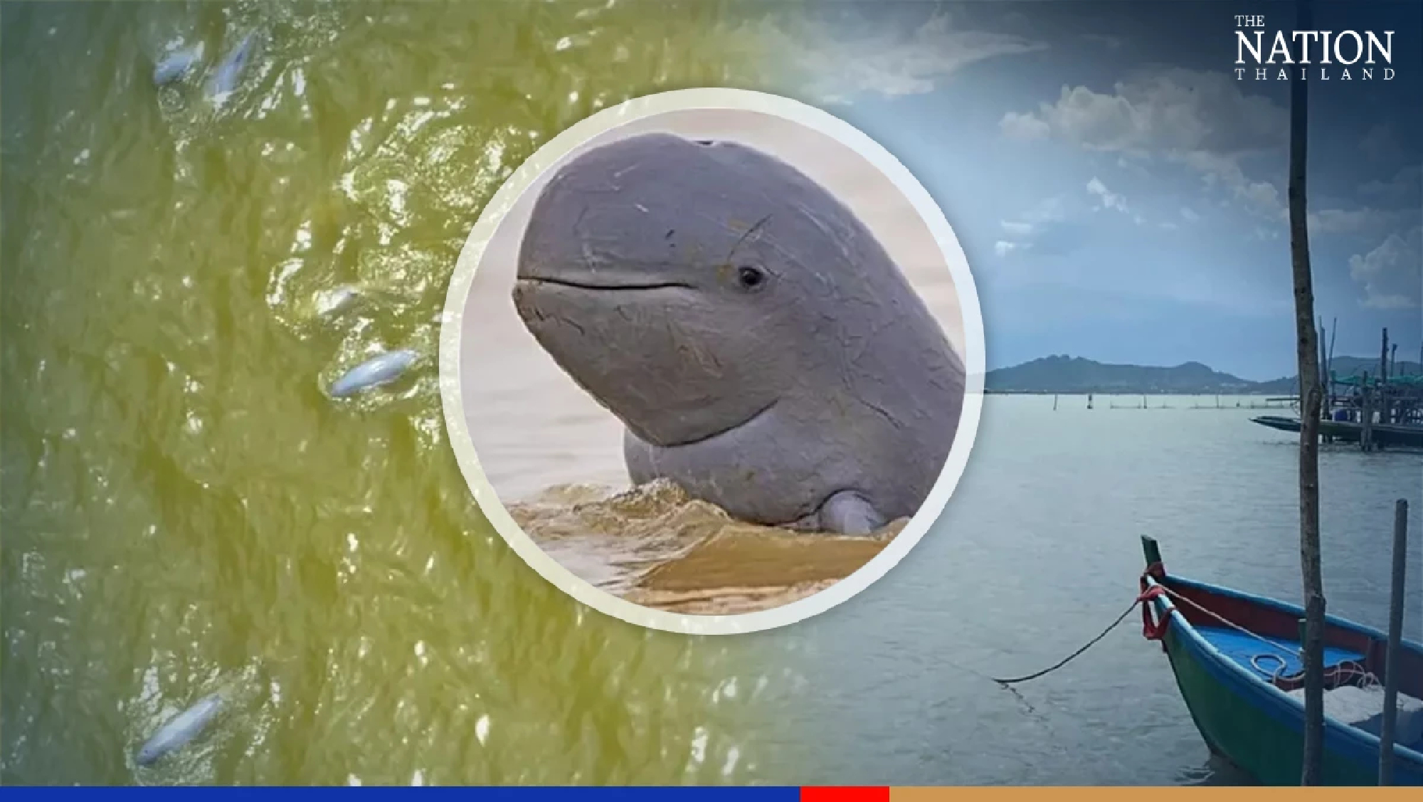 Artificial breeding eyed to boost dolphin population in Songkhla Lake