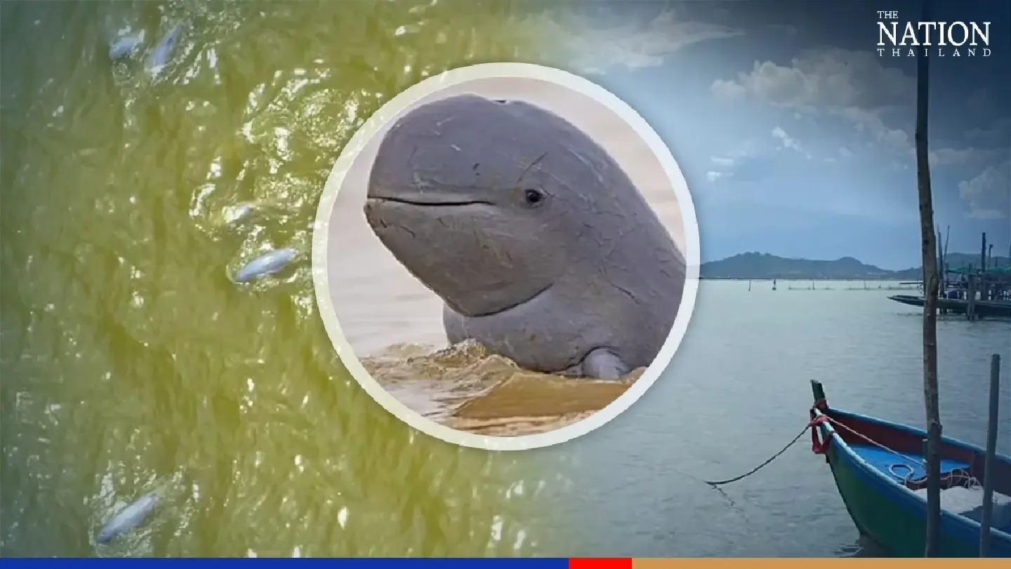 Artificial breeding eyed to boost dolphin population in Songkhla Lake Artificial breeding eyed to boost dolphin population in Songkhla Lake