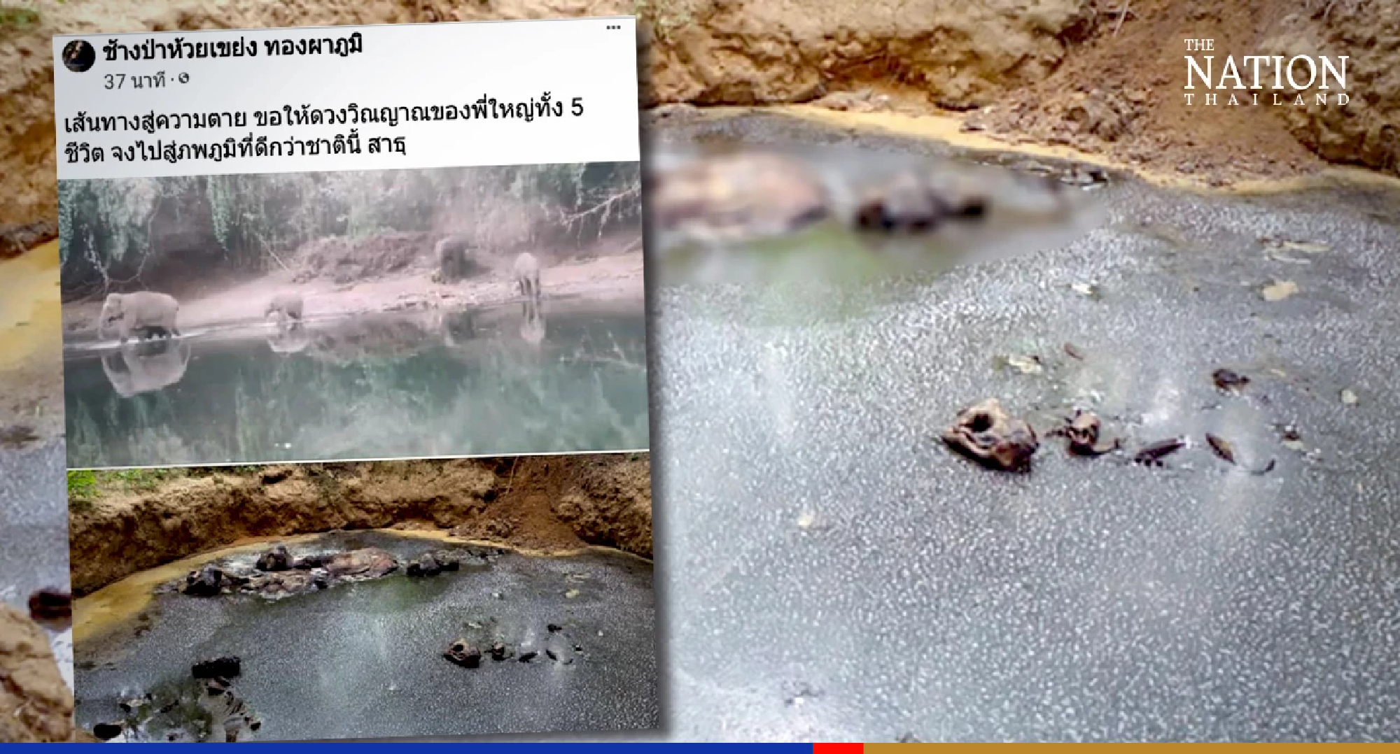 Elephants found drowned likely failed to climb out of pond