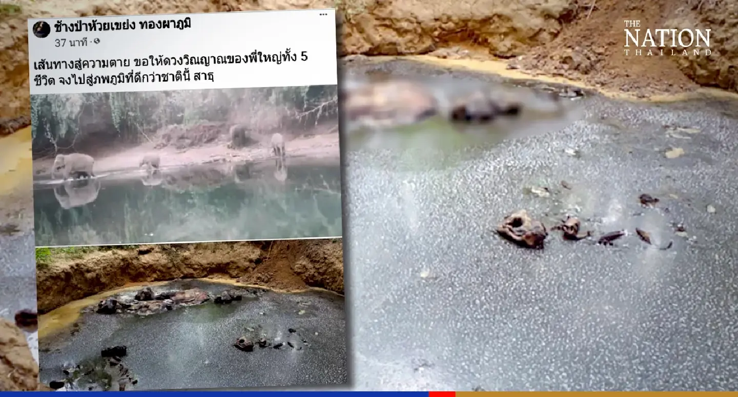 Elephants found drowned likely failed to climb out of pond