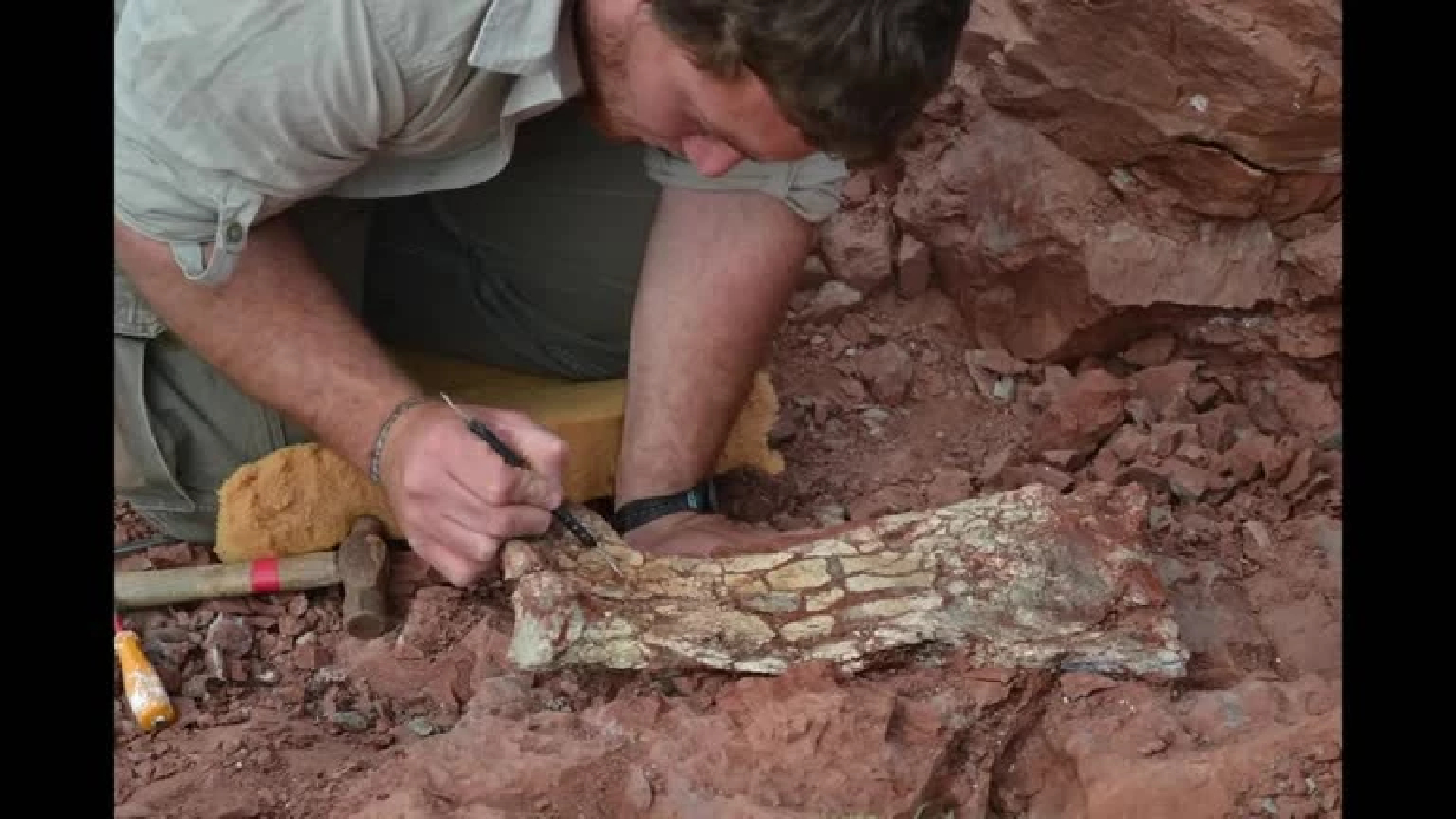 Ancient massive 'Dragon of Death' flying reptile dug up in Argentina