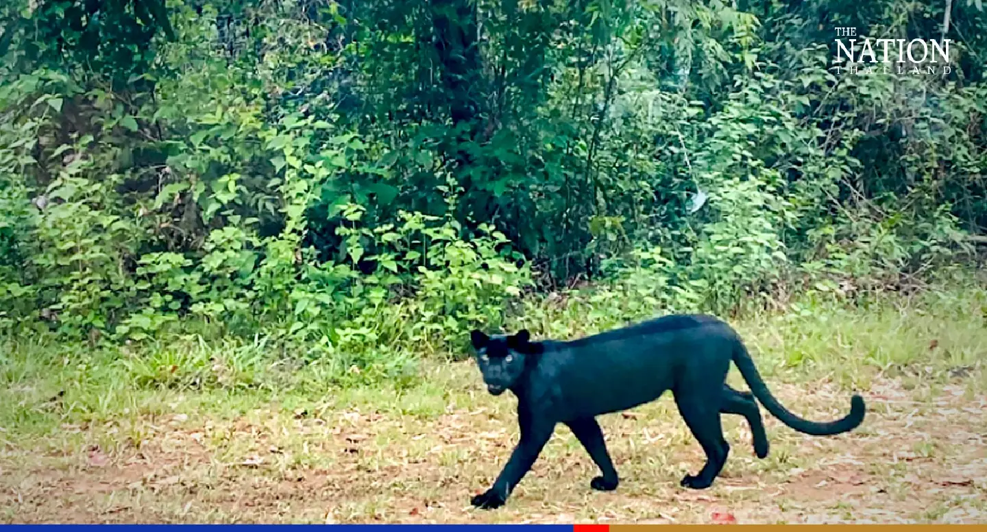 Woman recounts close encounter with black panther at national park
