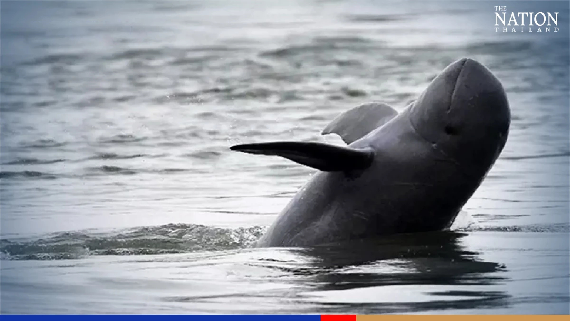 Thailand adds Irrawaddy dolphins to ‘reserved’ list as extinction beckons