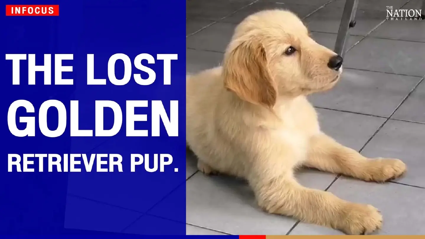 The lost golden retriever pup