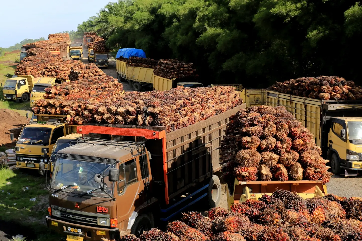 Huge losses force Indonesia to lift ban on palm oil exports Huge losses force Indonesia to lift ban on palm oil exports