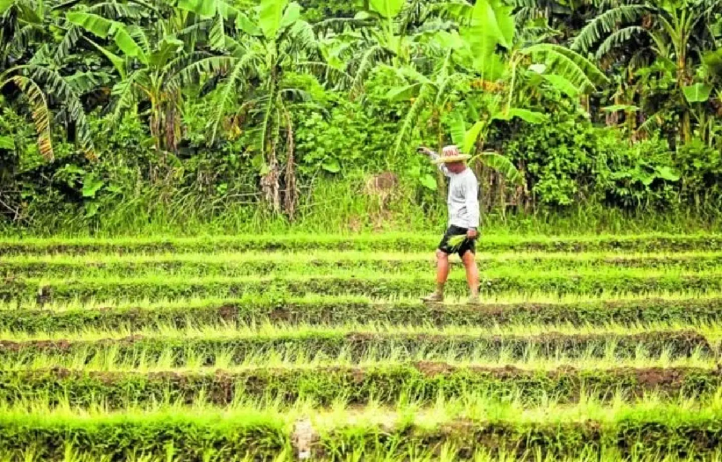Philippine economy chief warns Marcos not to scrap rice import law Philippine economy chief warns Marcos not to scrap rice import law