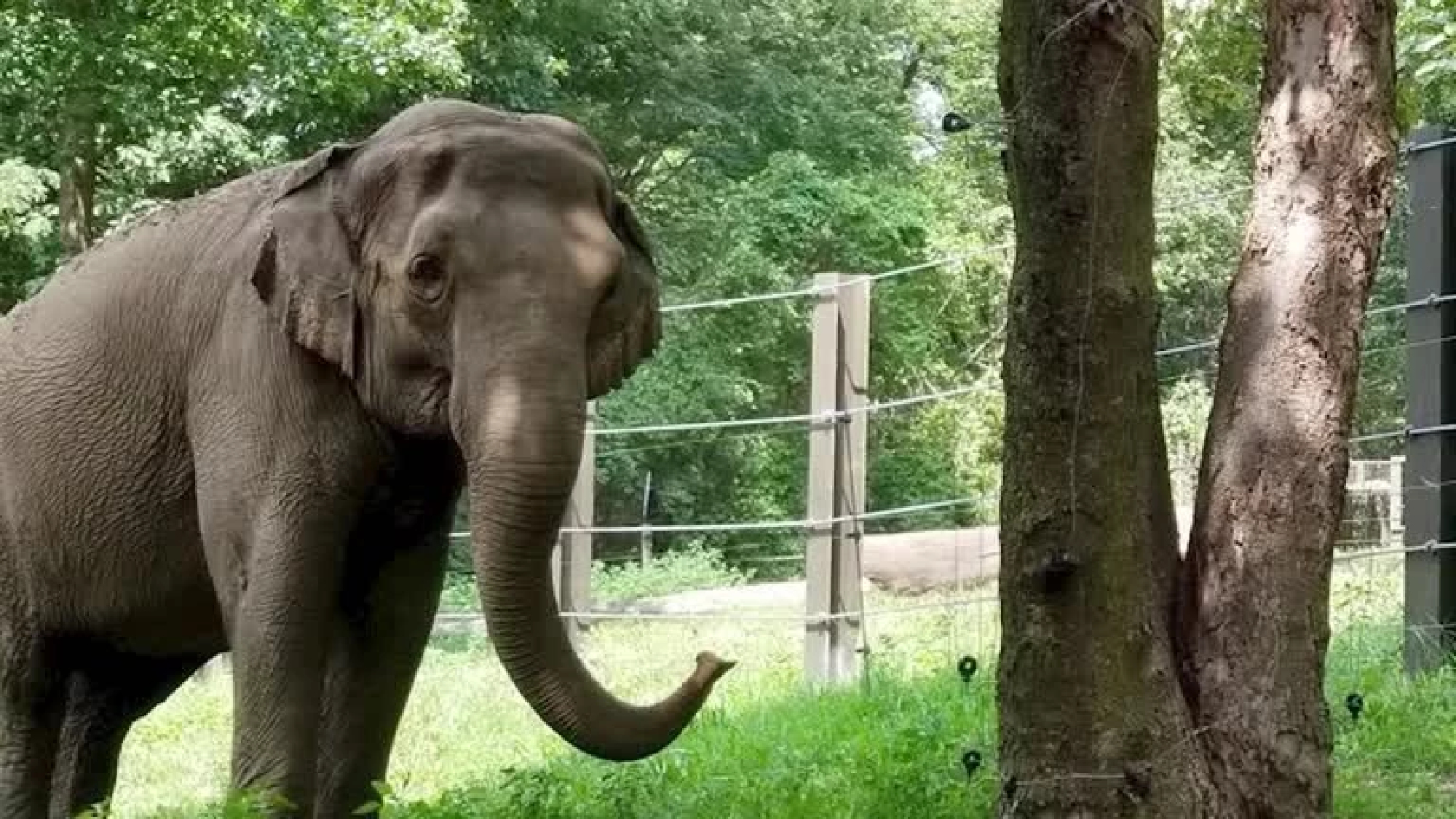 What about dogs, judge asks lawyer trying to free elephant from zoo