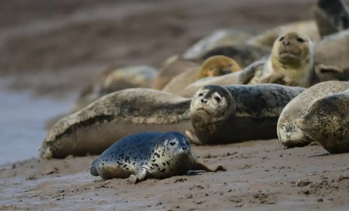 Saving spotted seals Saving spotted seals