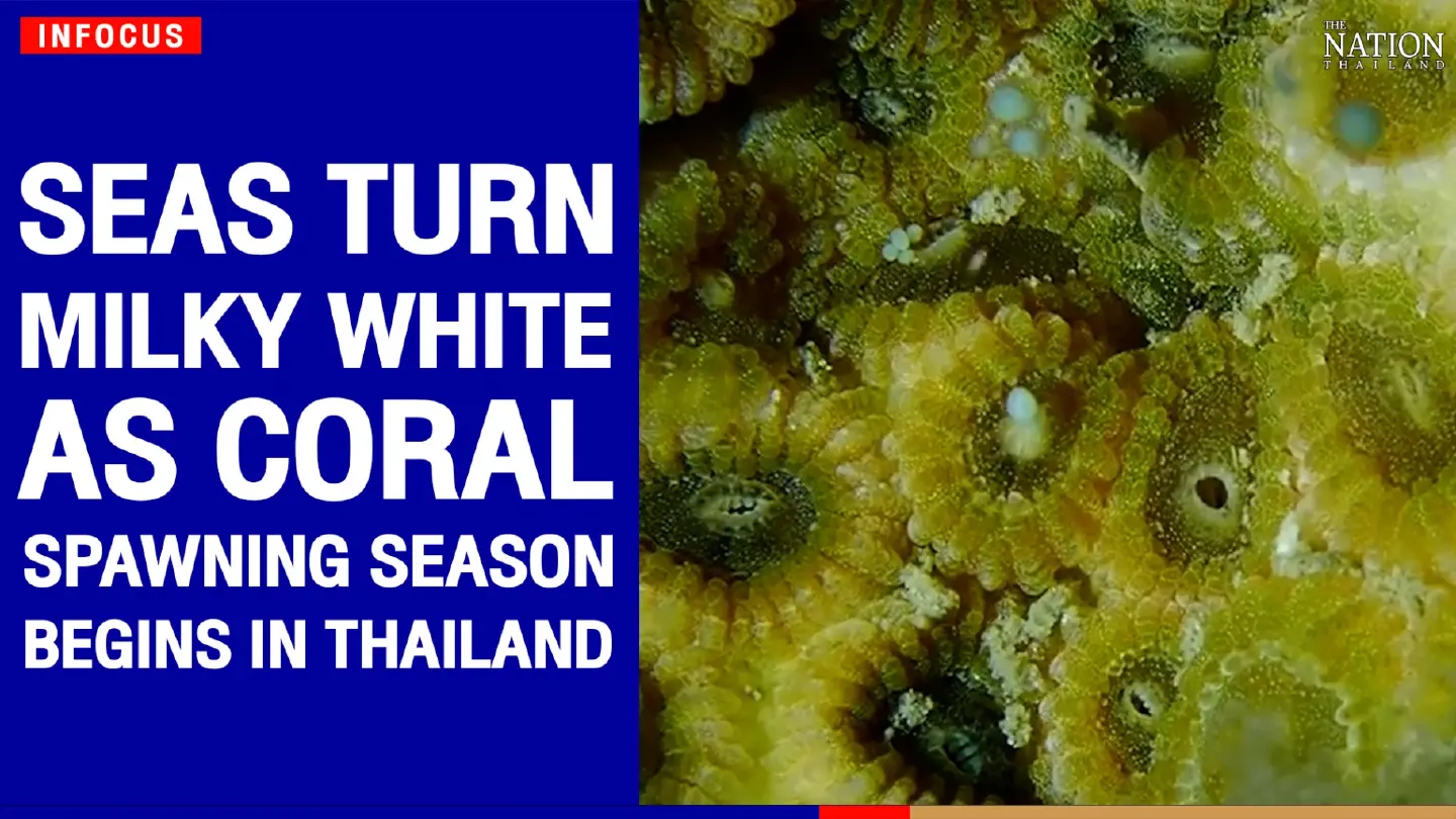 Seas turn milky white as coral spawning season begins in Thailand