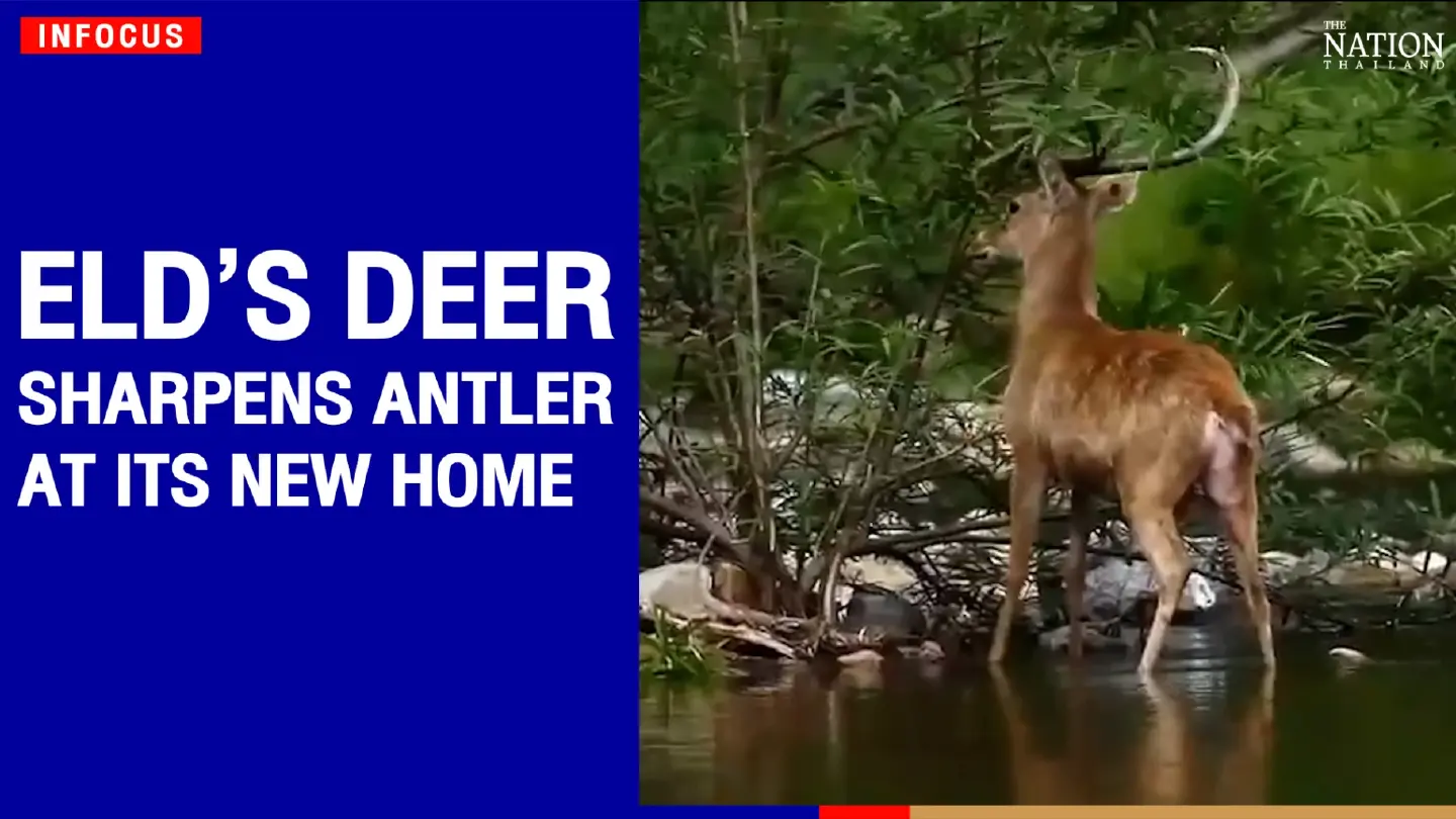 Eld’s deer sharpens antler at its new home in a wildlife sanctuary
