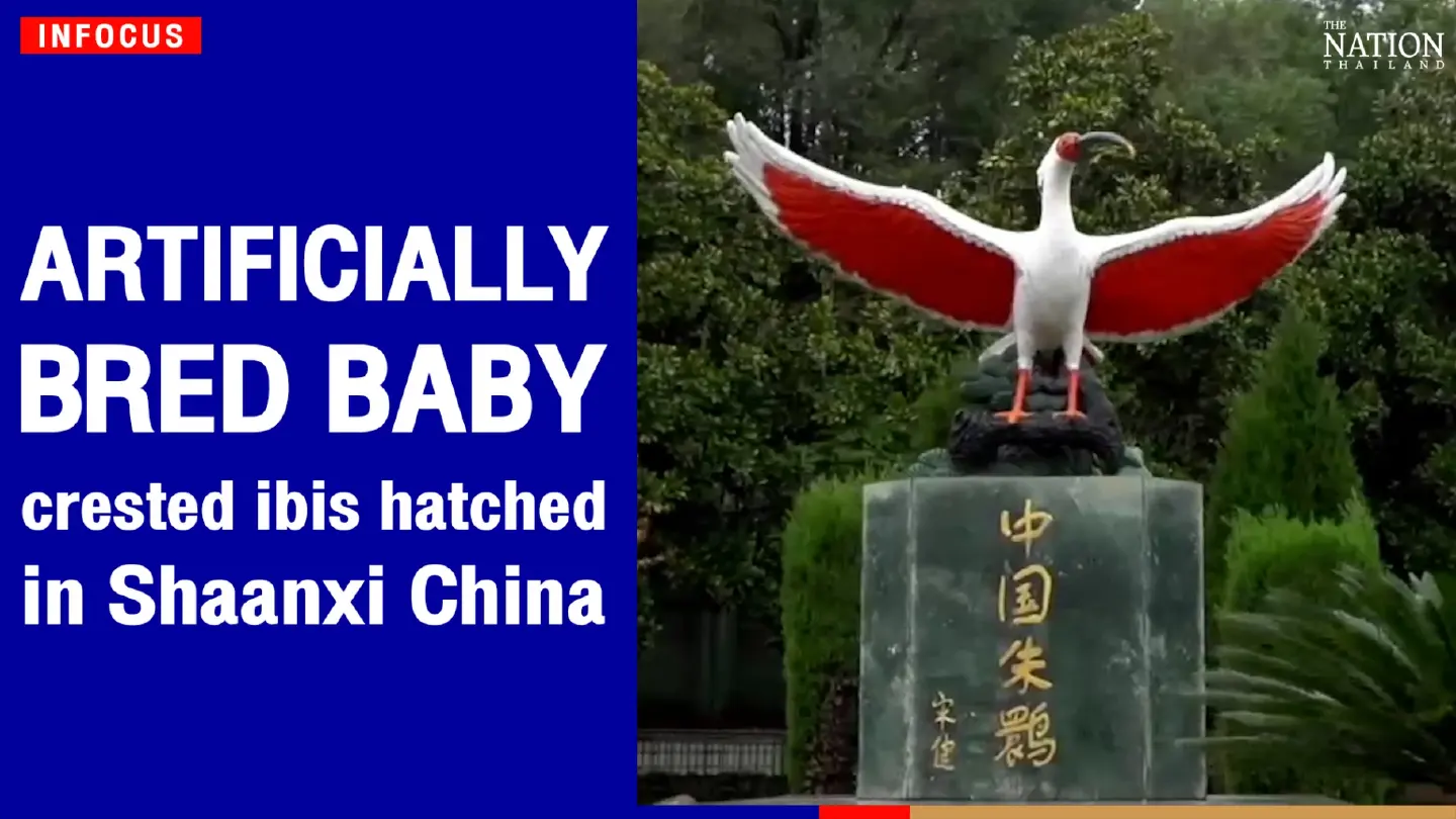 Artificially bred baby crested ibis hatched in Shaanxi, China