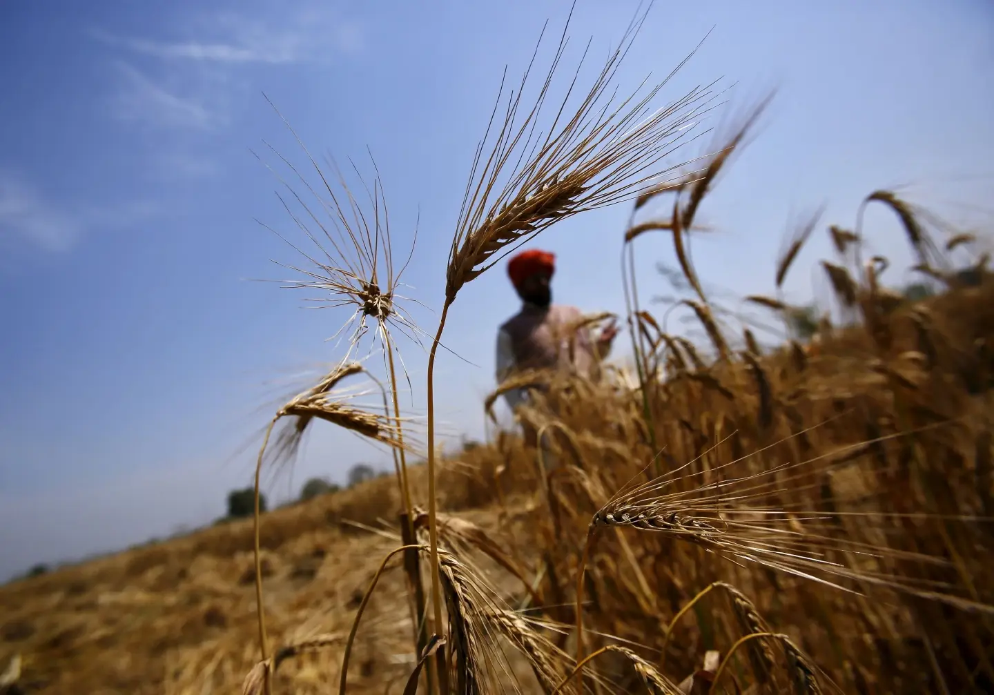 India pledges to continue wheat exports to countries in serious need India pledges to continue wheat exports to countries in serious need