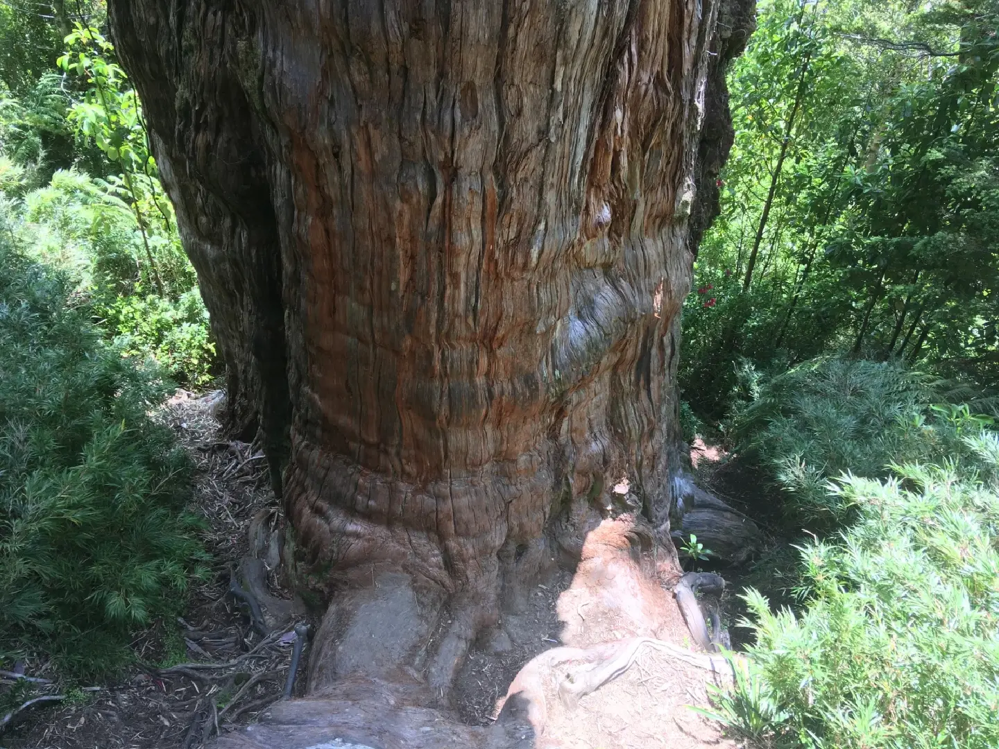 Chile could be home to world's oldest tree, study suggests