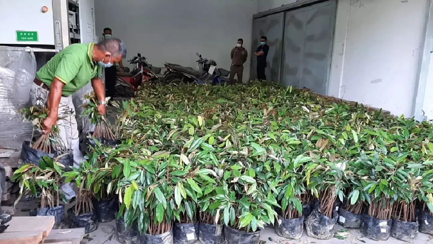 8,000 smuggled durian saplings seized on Thai-Laos border