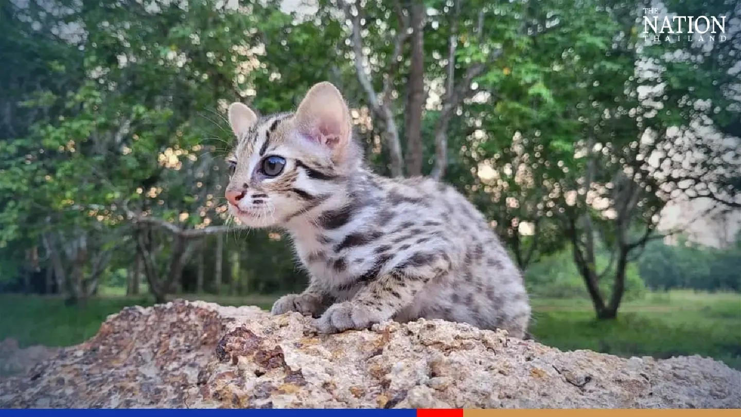 Rescued leopard kitten ‘Simba’ preparing to return to the wild