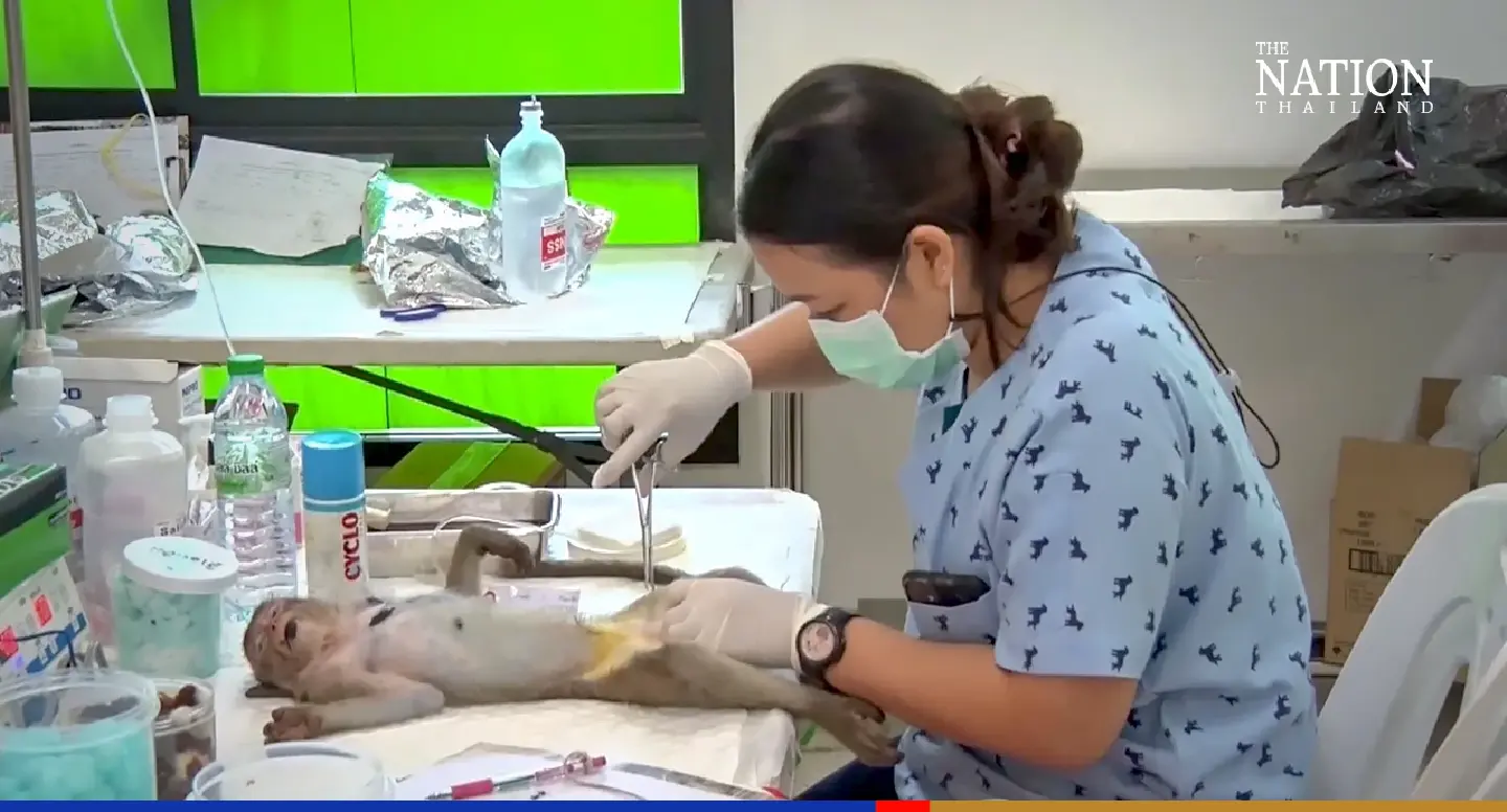 Lopburi screening monkeys amid concern over monkeypox Lopburi screening monkeys amid concern over monkeypox