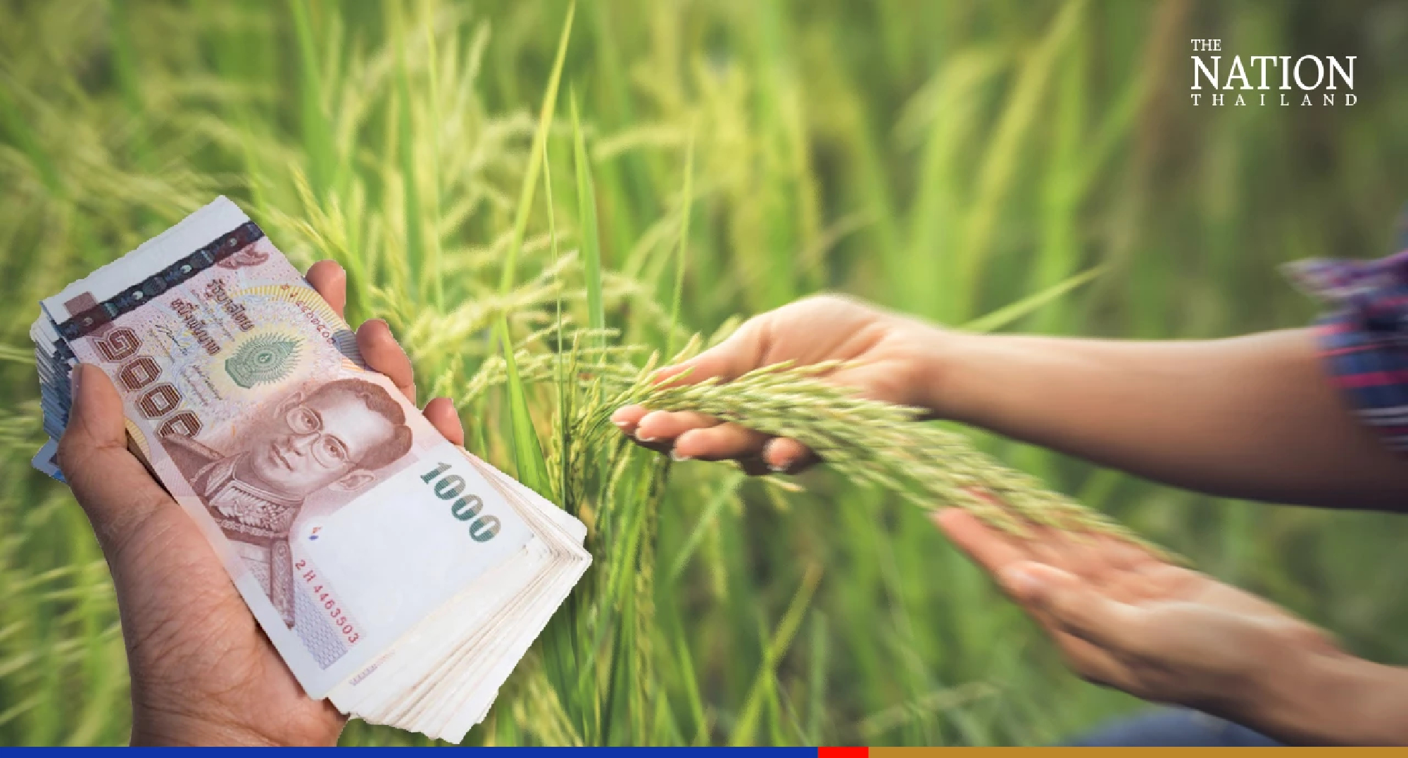 Cabinet earmarks another THB594 million for rice-development project