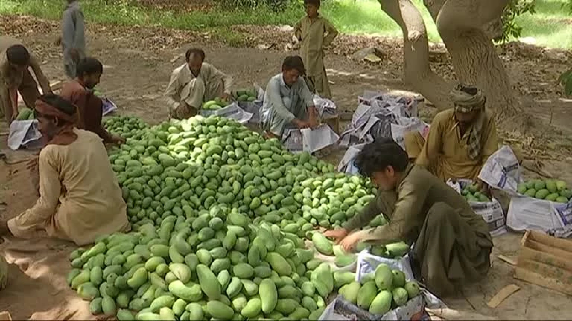 Mango yields tumble as heatwave and water shortage batter Pakistan