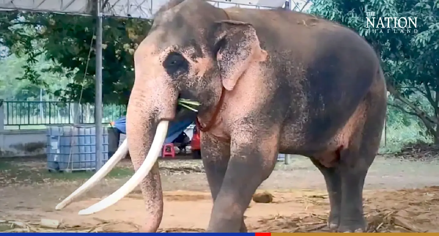 Revered ‘white’ elephant in Saraburi draws many visitors each day