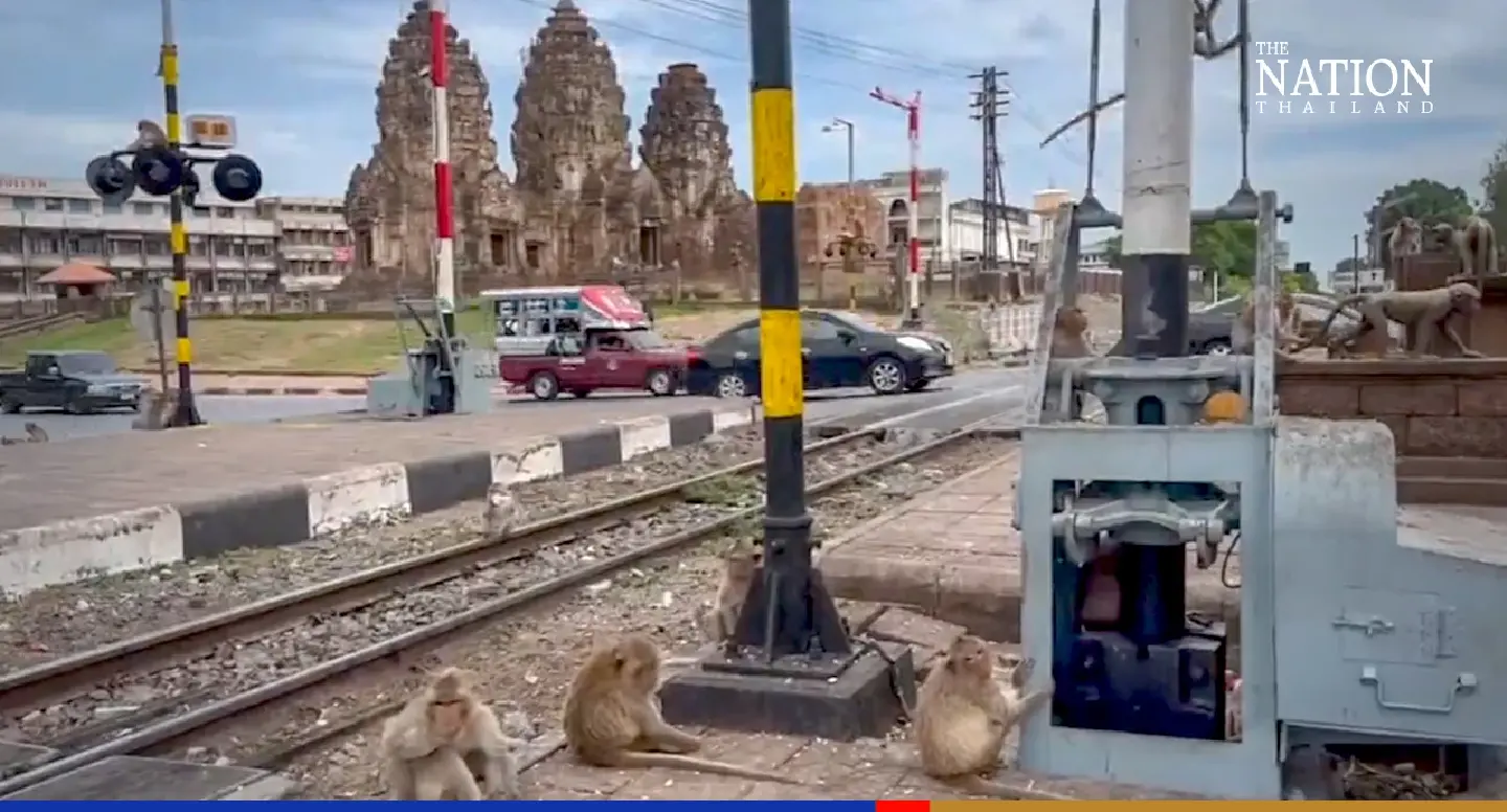 Monkeypox no worry for Lopburi residents living amid monkeys