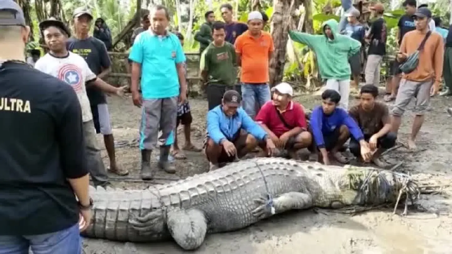Indonesian villager catches 4.3 meter crocodile using a rope