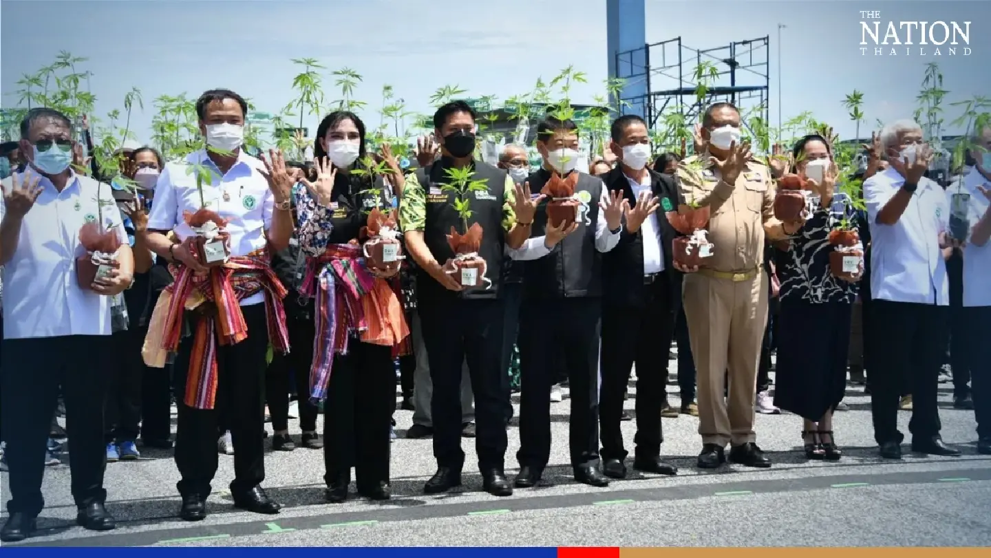 Thai govt starts giving away 1 million free marijuana plants Thai govt starts giving away 1 million free marijuana plants