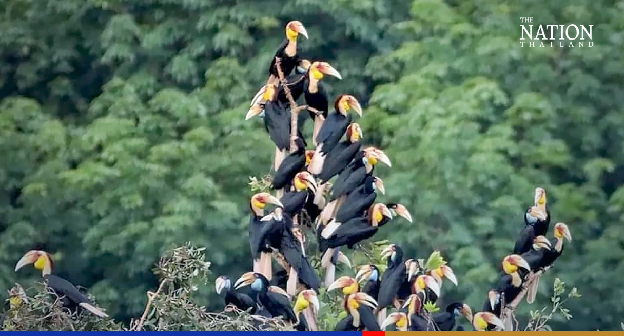 Rare sight astonishes birdwatchers at Ranong wildlife sanctuary
