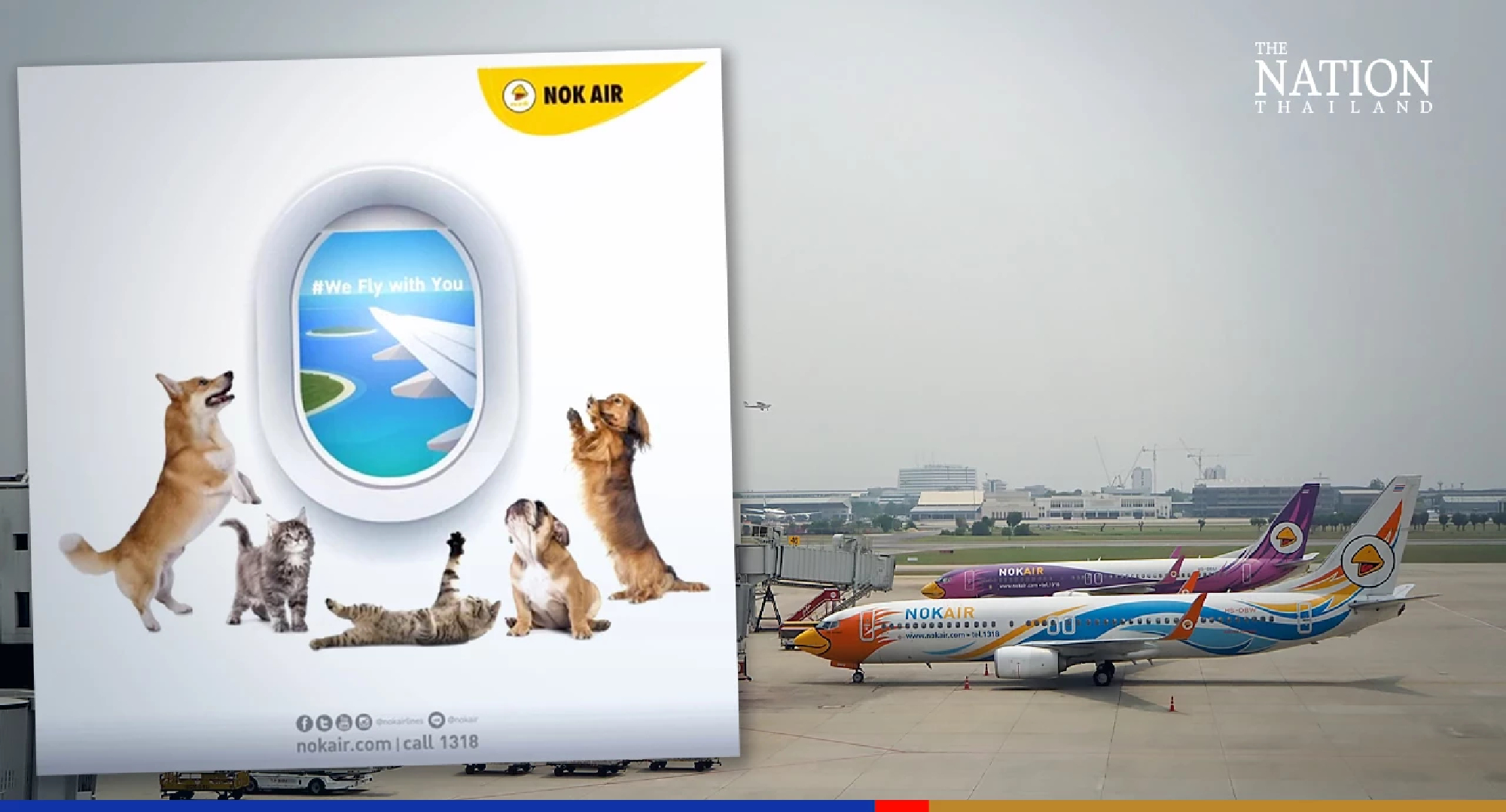 Fly with your pooch to Chiang Mai on Nok Air